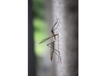 Kohlschnake (Tipula spec.) - © Emanuel Trummer